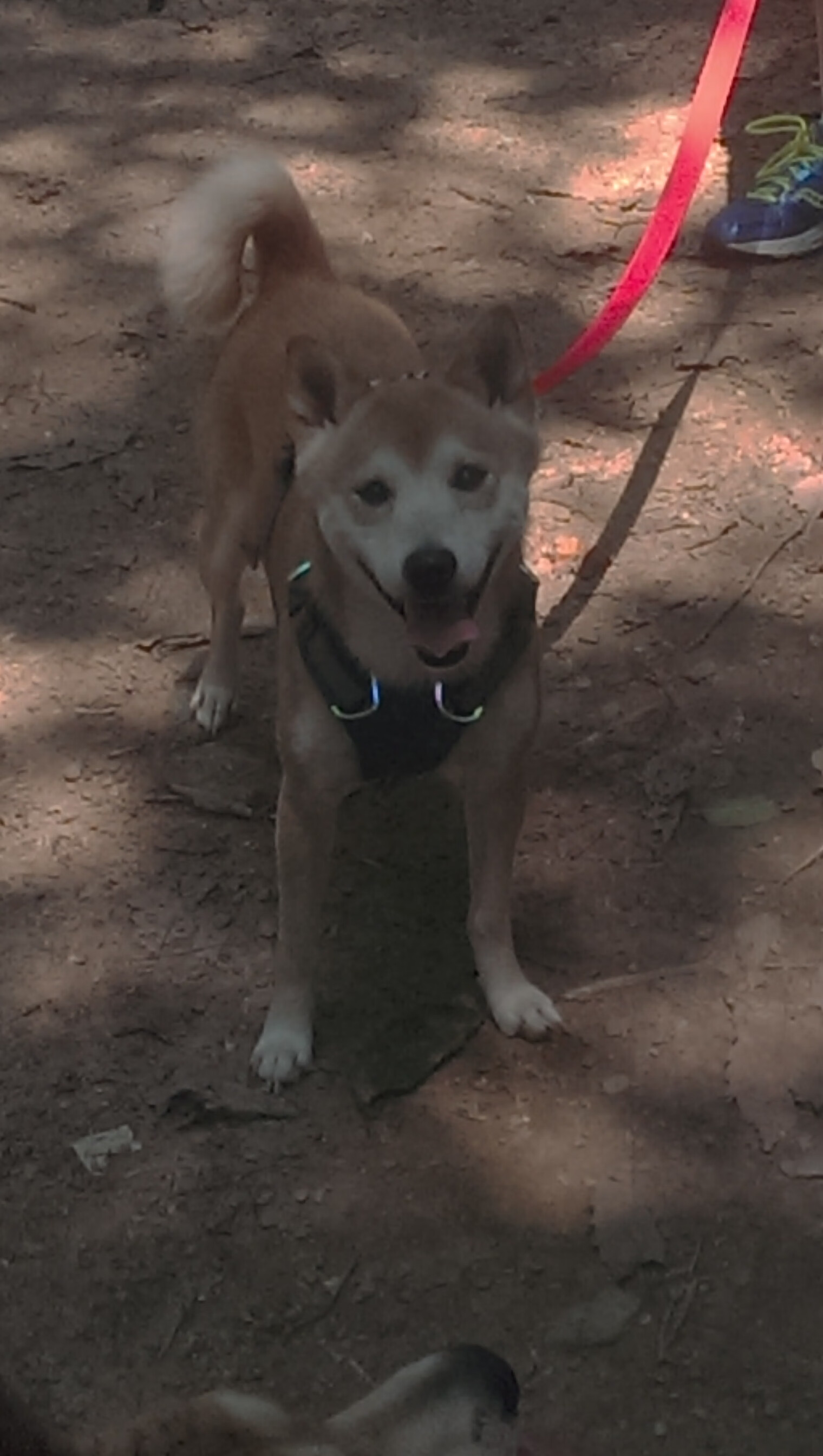 全国青少年武术套路比赛观看人数创新高,全国青少年俱乐部武术套路赛