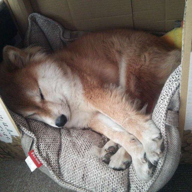 德甲球队采用语义视频分析辅助守门员站位调整研究，守门员替补